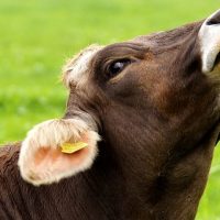 Dougies Cow